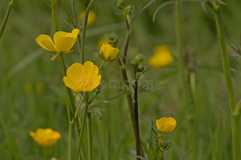 buttercup flower yellow buttercup flower yellow