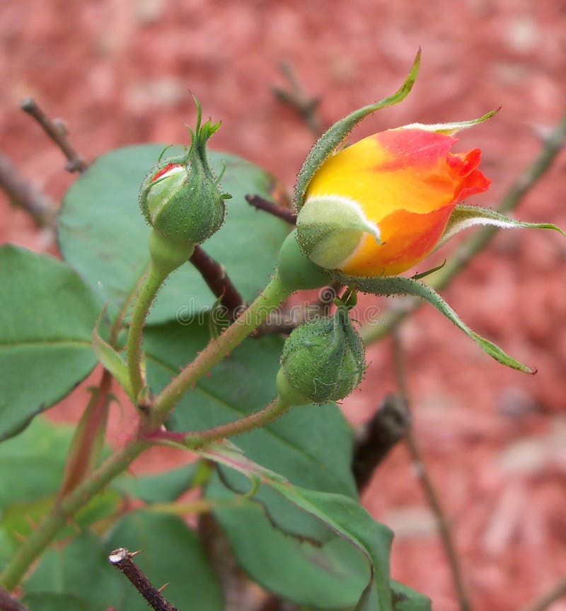 A brilliantly colored yellow and bright orange rose bud royalty free stock photography A brilliantly colored yellow and bright orange rose bud royalty free stock photography