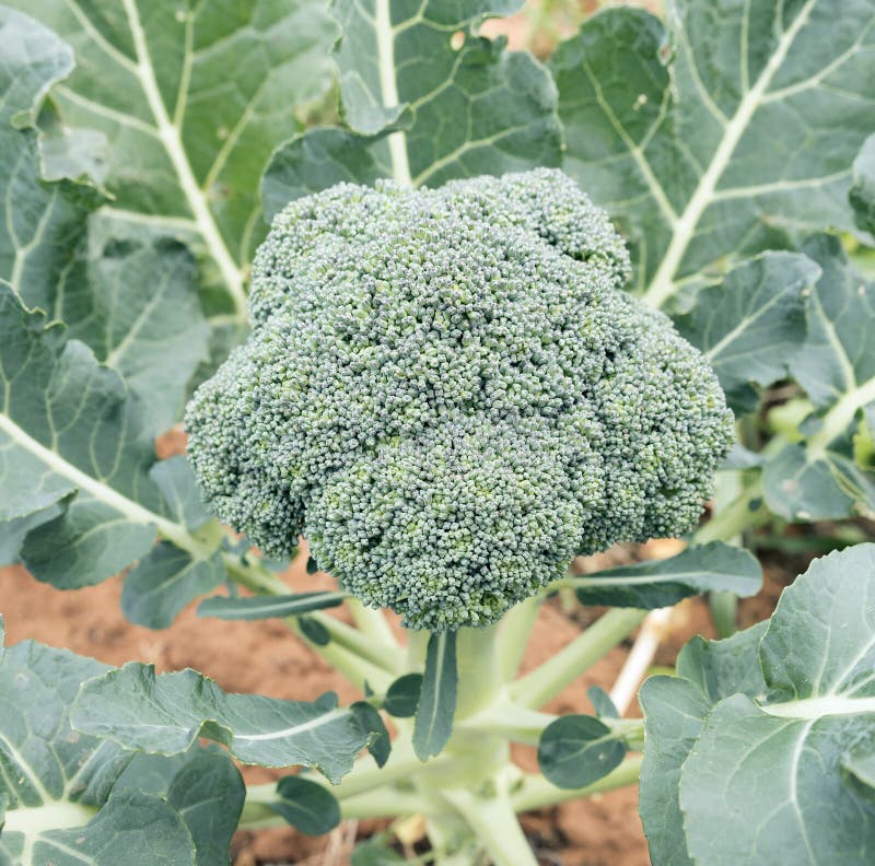 Close Up of Broccoli Flower Head Stock Image Image of healthy, nature