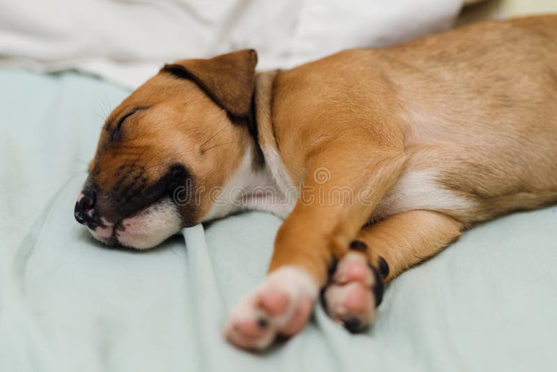 Closeup of a Brown Dog Peacefully Sleeping on the Bed Stock Photo