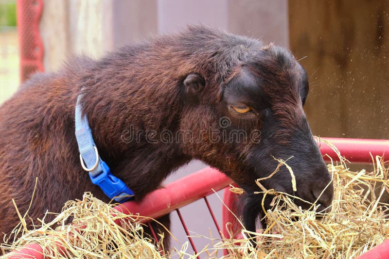 Closeup of a brown domestic goat eating grass. royalty free stock images
