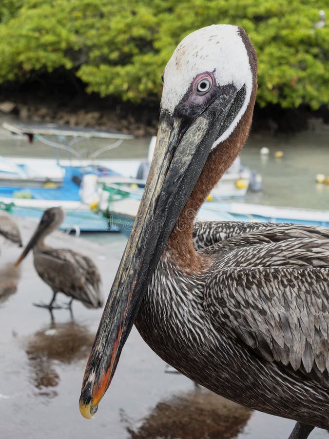 Brown Pelican Standing On A Pier Post Stock Image Image of stand