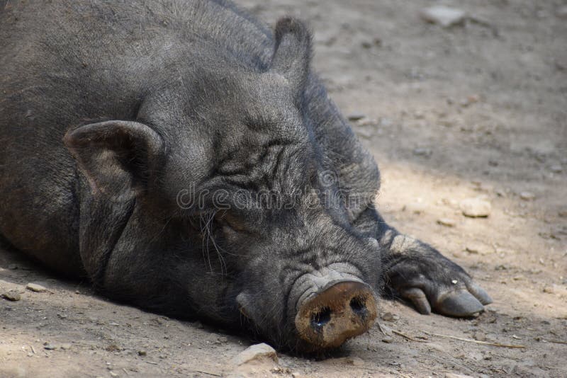 Closeup of a brown sleeping big pig in a park in Germany royalty free stock images