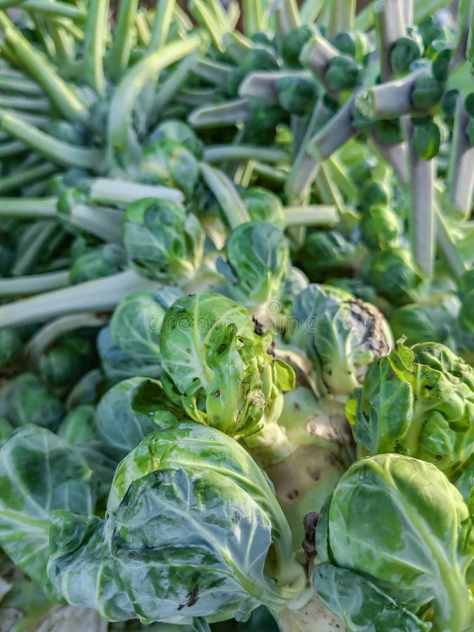 Brussel Sprout Plants For Sale Closeup Of Brussel Sprouts On Stem Of Plant Stock Image - Image of ripe