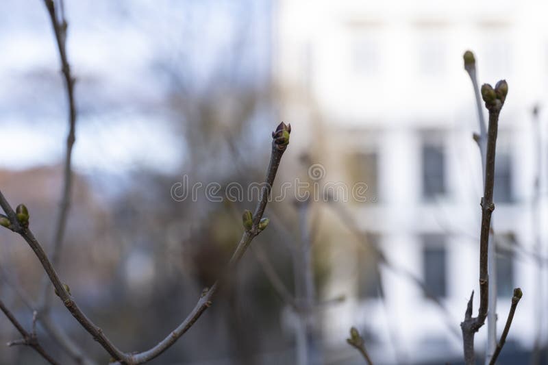 Closeup of budding branches against a blurred background, symbolizing the onset of spring and new growth. The soft focus royalty free stock image