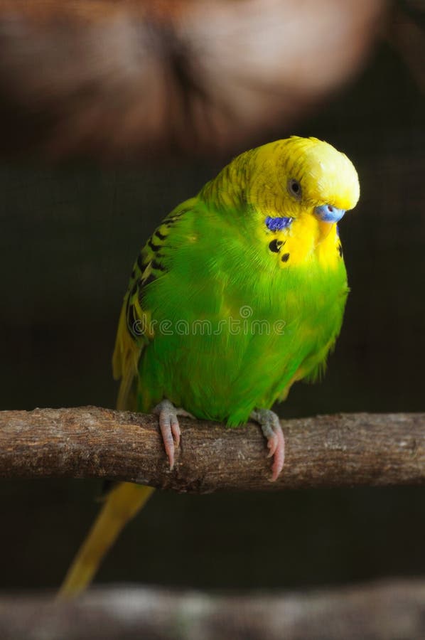 Closeup of budgerigar stock photography