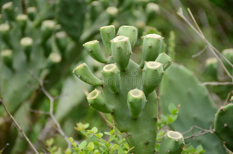 Closeup Bunch the Green Ripe Cactus Fruit with Plant in the Forest Stock Image Image of rows