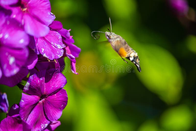 Closeup of a Butterfly on Garden Phlox Flowers Under the Sunlight Stock