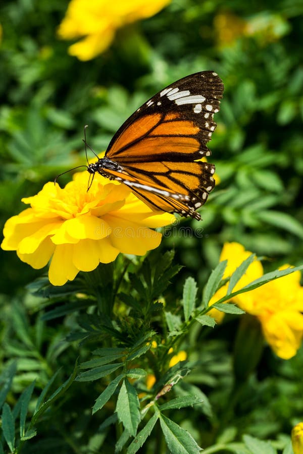 Closeup Butterfly on Yellow Flower Stock Photo Image of stunning