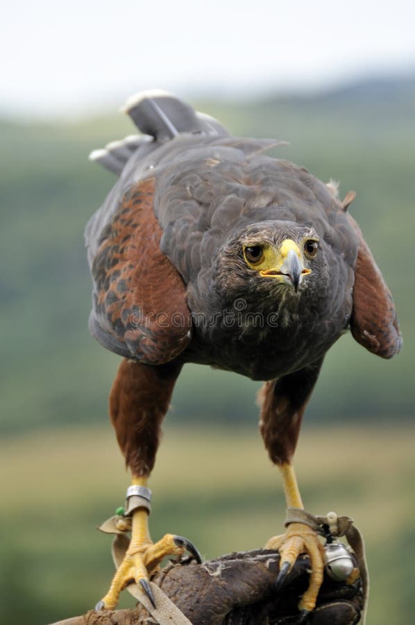 Closeup of a buzzard