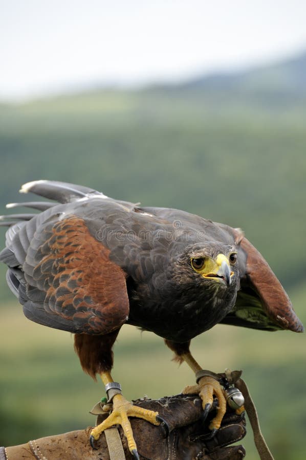 Closeup of a buzzard