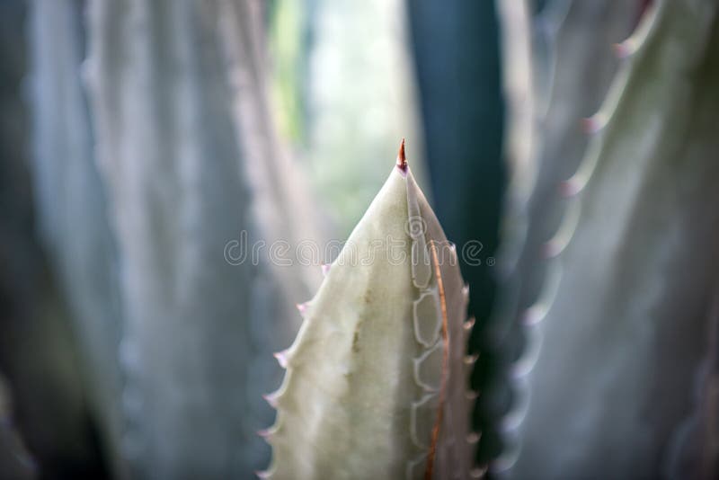 Closeup cactus backdround, cacti or cactaceae pattern. Agave cactus. royalty free stock images