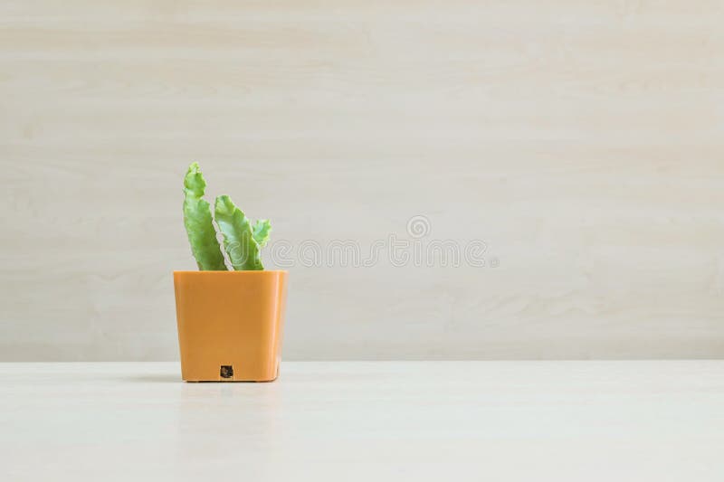 Closeup cactus in brown plastic pot on blurred wood desk and wood wall textured background with copy space