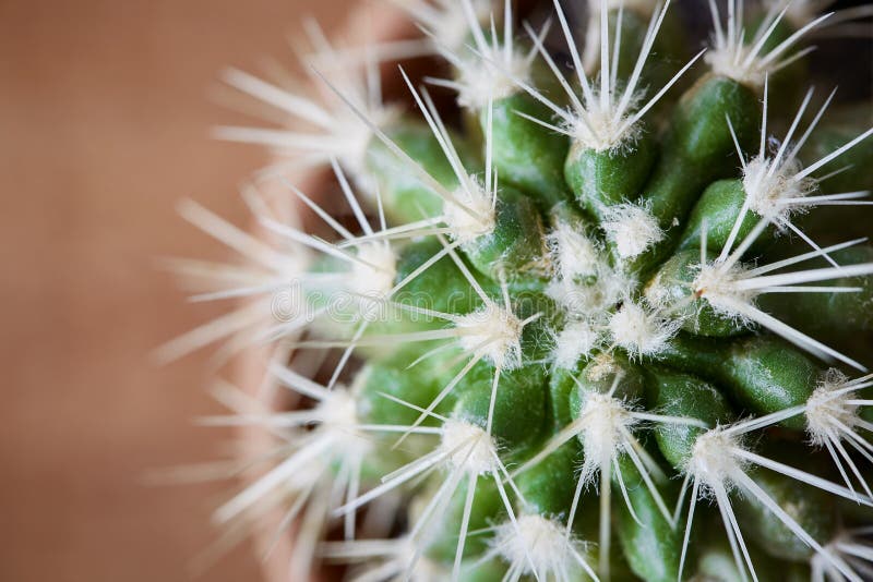Closeup of cactus thorns royalty free stock images