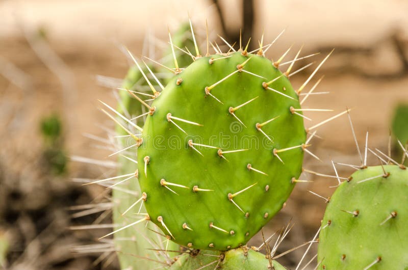 Closeup Cactus