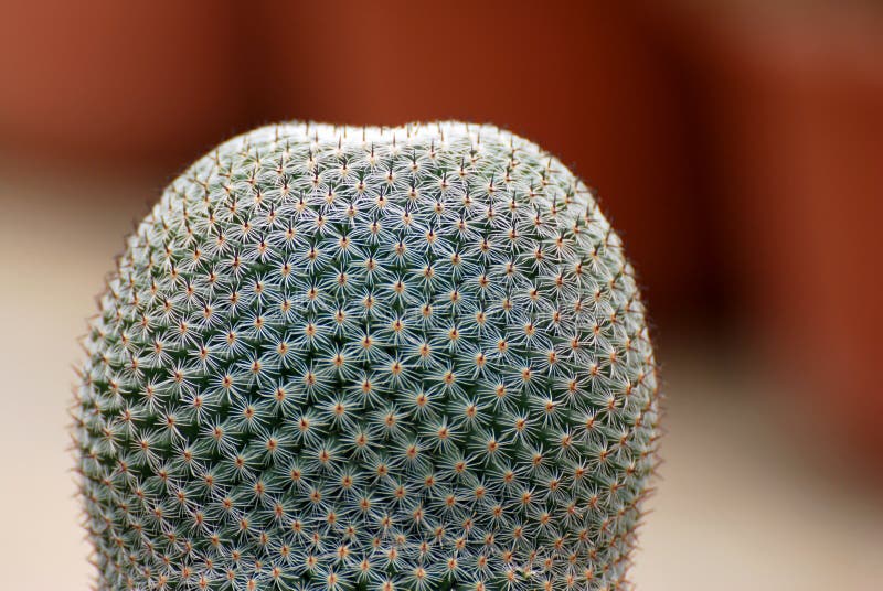 Closeup Cactus with white thorn isolated blurred black Background. Mammillaria mystax is a common, and charming, globe-shaped cact