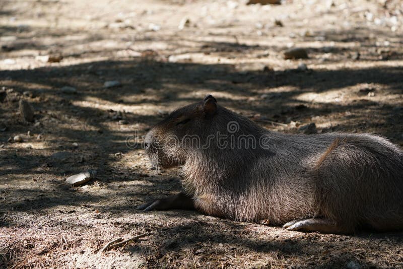 Capybara at Yorkshire Wildlife Park
