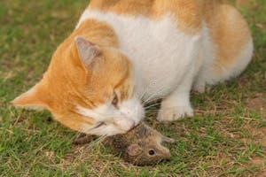 Closeup Of A Cat Eating A Mouse Stock Photo Image Of Haired Catch 