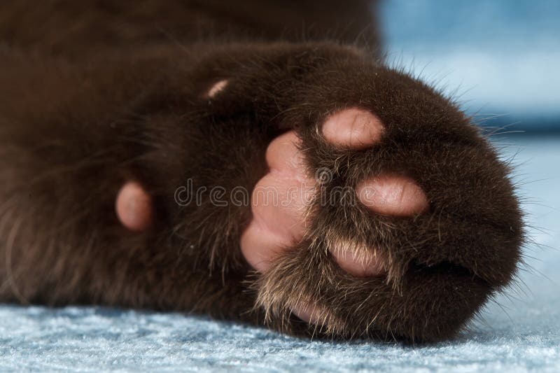 Closeup of a cat foot stock image. Image of hairs, feet 6697321