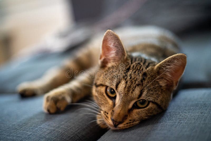 A closeup of a cat laying on the couch in a house with a blurry background