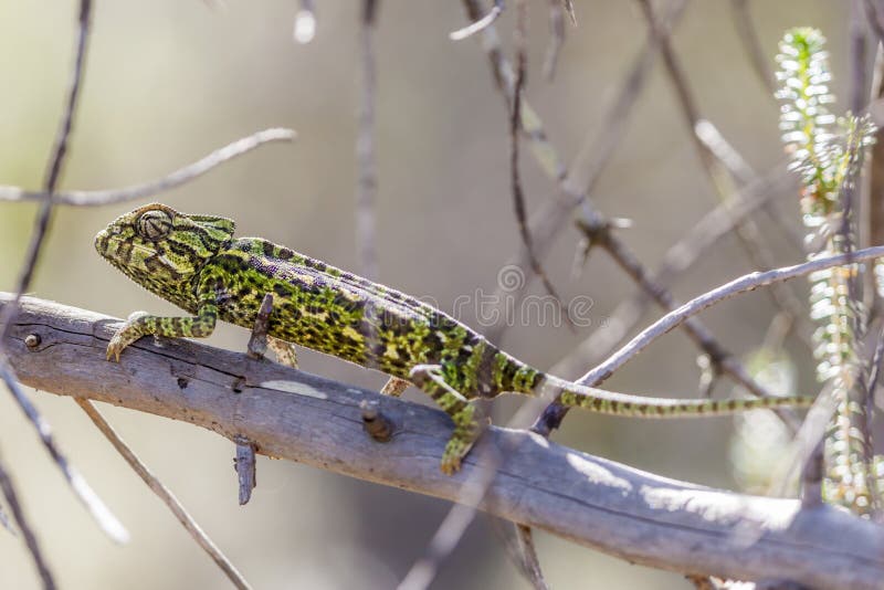 Closeup of a chameleon