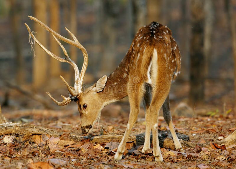 Closeup of Cheetal deer, Pench tiger reserve