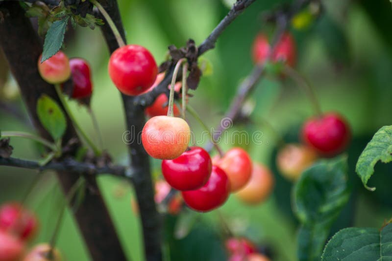 Cherry Fruits in a Cherry Tree in a Garden Stock Photo Image of
