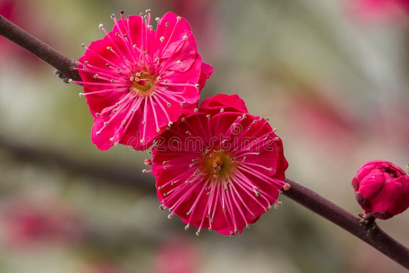 Red Chinese Plum Blossom stock image. Image of pink, closeup 51263979