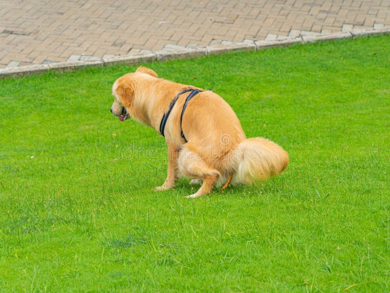 Closeup of a Chinook Dog Pooping Outdoors Stock Image Image of grass