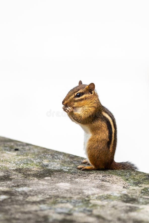 Chipmunks Stock Images Download 800 Royalty Free Photos Page 6