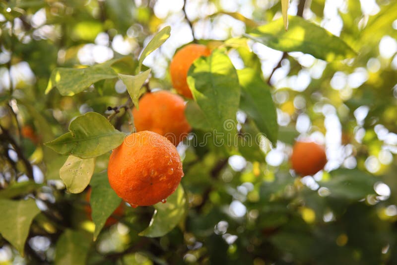 Citrus fruit tree stock image. Image of citrus, plant 107310959