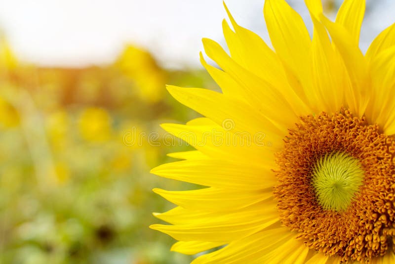 Big sun flower on blurry and sun flare with sky background