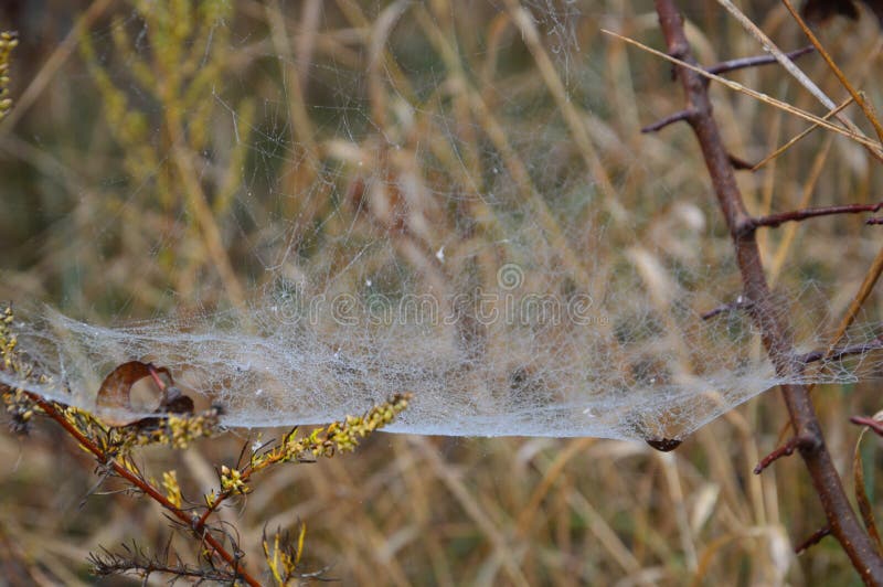 Closeup cobweb on plants and trees royalty free stock photo Closeup cobweb on plants and trees royalty free stock photo