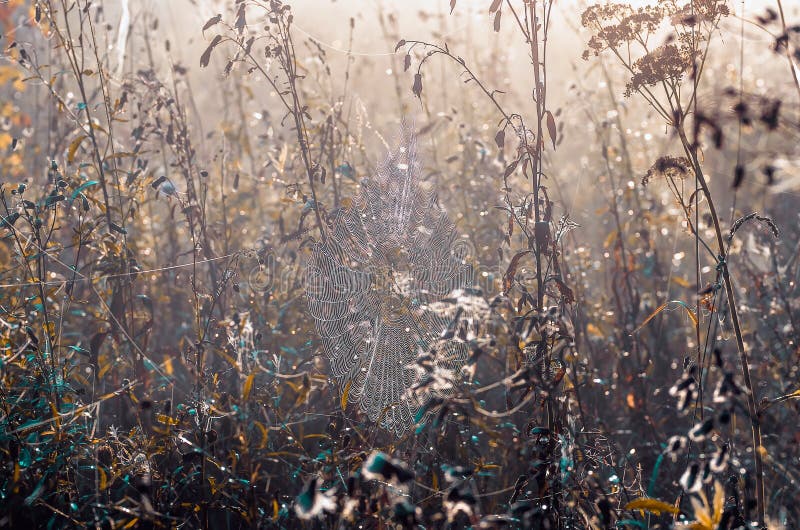 Closeup of cobwebs on dry grass foggy autumn morning. web and dew on a background of dry grass. Foggy morning. Wild nature. Closeup of cobwebs on dry grass foggy autumn morning. web and dew on a background of dry grass. Foggy morning. Wild nature.