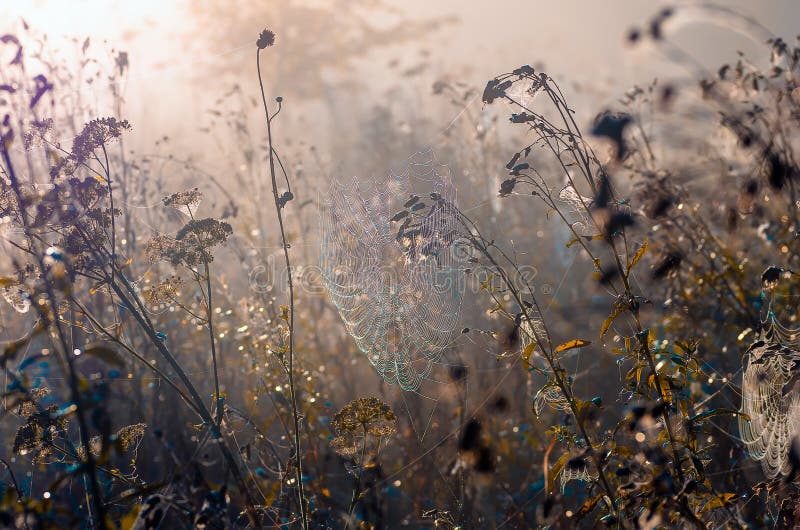 Closeup of cobwebs on dry grass foggy autumn morning. web and dew on a background of dry grass. Foggy morning. Wild nature. Closeup of cobwebs on dry grass foggy autumn morning. web and dew on a background of dry grass. Foggy morning. Wild nature.