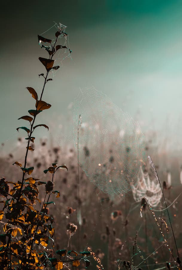 Closeup of cobwebs on dry grass foggy autumn morning. web and dew on a background of dry grass. Foggy morning. Wild nature. Closeup of cobwebs on dry grass foggy autumn morning. web and dew on a background of dry grass. Foggy morning. Wild nature.