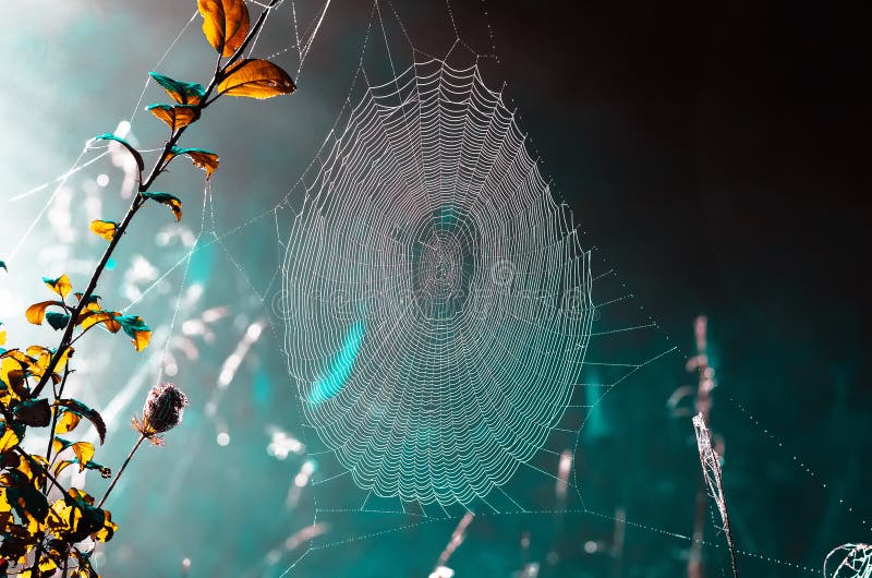 Closeup of cobwebs on dry grass foggy autumn morning. web and dew on a background of dry grass. Foggy morning. Wild nature. Closeup of cobwebs on dry grass foggy autumn morning. web and dew on a background of dry grass. Foggy morning. Wild nature.