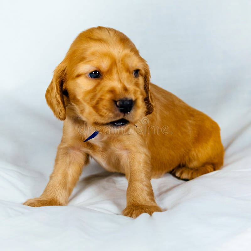 Closeup Cocker Spaniel Puppy Dog Seating on White Cloth Stock Photo