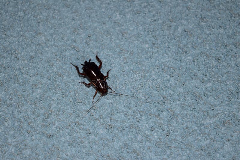 Closeup of a Cockroach Crawling on a Wall Stock Photo Image of close