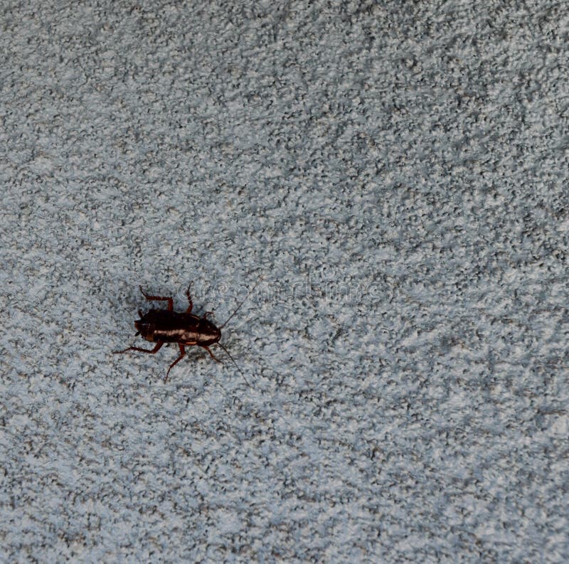 Closeup of a Cockroach Crawling on a Wall Stock Photo Image of close