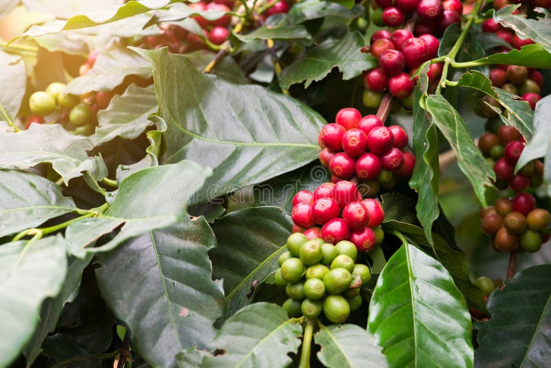 Closeup of Coffee Beans Fruit on Tree in Farm Stock Photo Image of