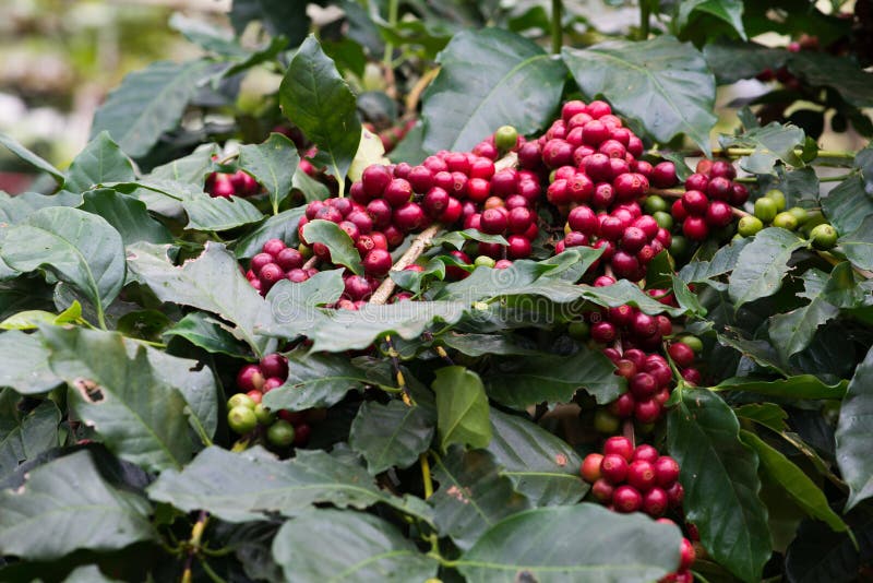 Closeup of Coffee Beans Fruit on Tree in Farm Stock Photo Image of