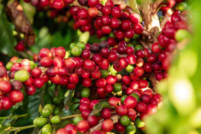 Closeup of Coffee Fruit in Coffee Farm and Plantations in Brazil Stock