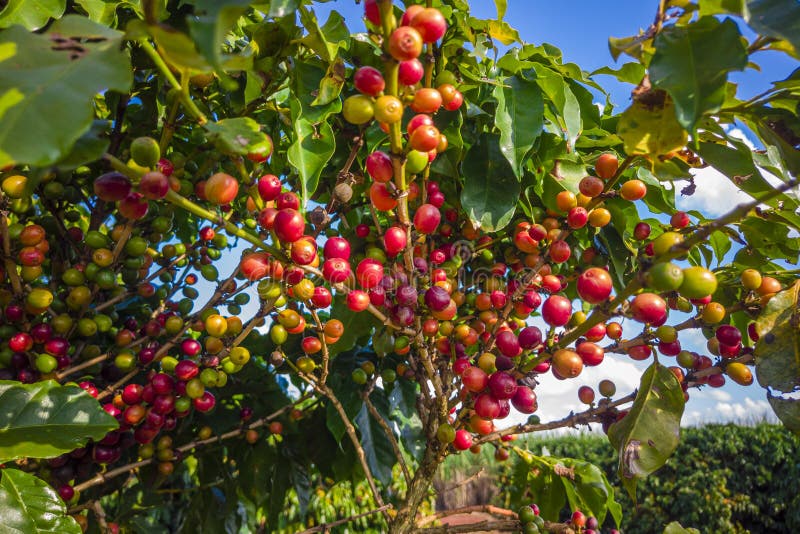 Closeup of Coffee Fruit in Coffee Farm and Plantations in Brazil Stock