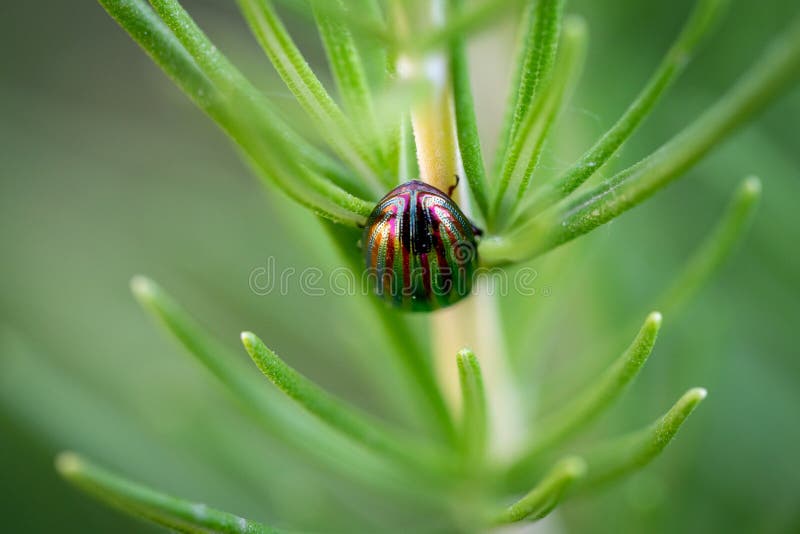 Closeup of Colorful Bug Over Rosemary Plant Stock Image Image of