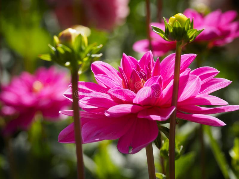 Closeup Of A Colorful Pink Double Blooming Dahlia Flower And Flower ...