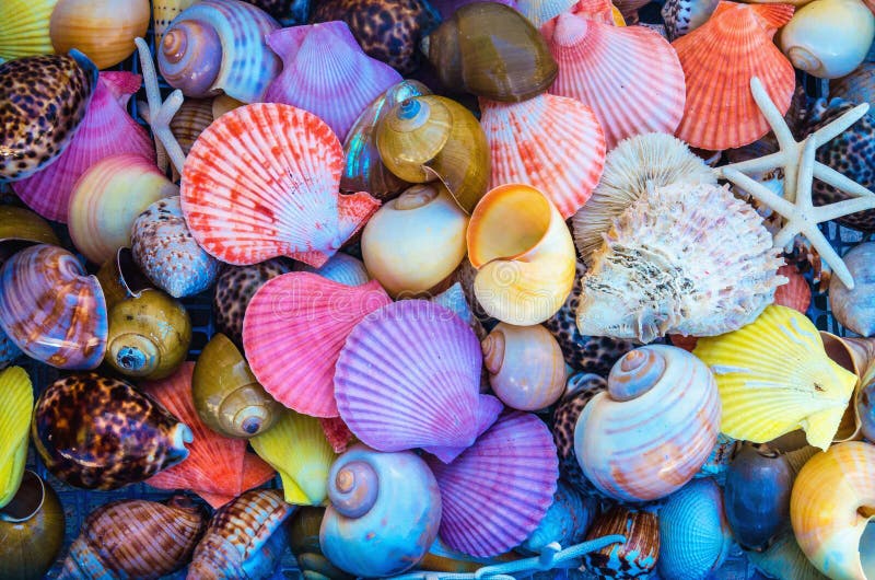 Closeup of colorful sea shells in different shapes, Greece coast