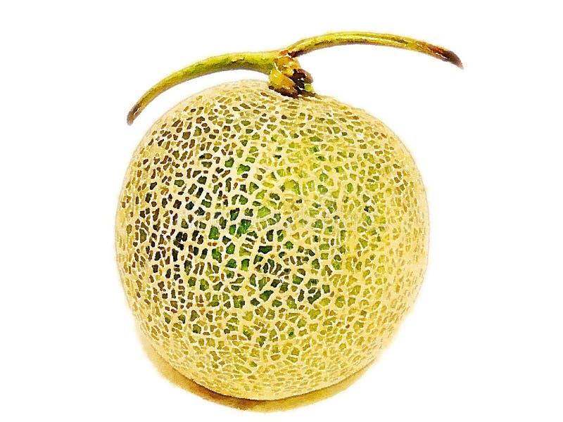 clipart cantaloupe