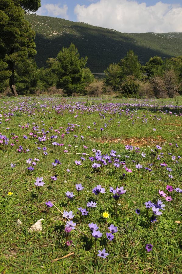 Closeup of Colourful Flowers in Greece in Spring Stock Image Image of