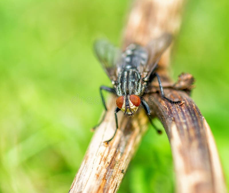 Closeup of Common House Fly Stock Image Image of domestica, musca 43217907